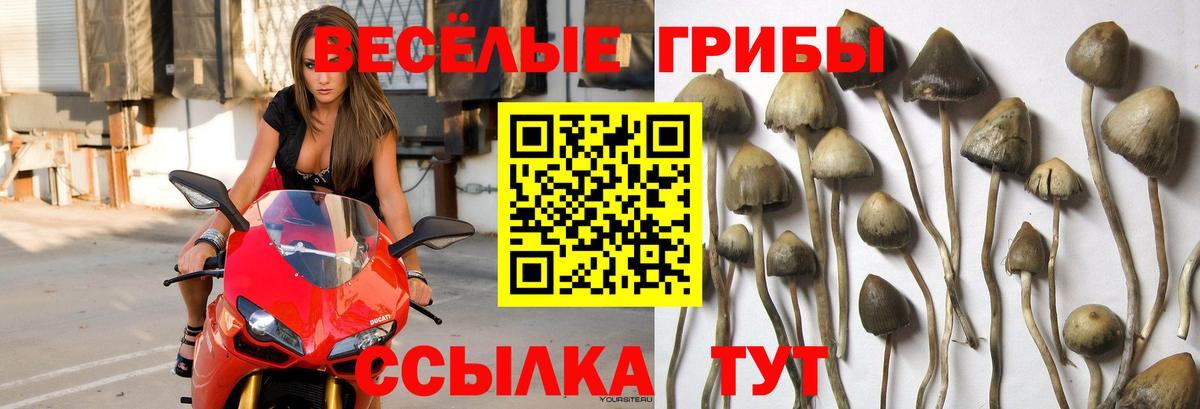 Галлюциногенные грибы GOLDEN TEACHER  Псилоцибиновые грибы GOLDEN TEACHER  Вход с VPN  Тобольск 